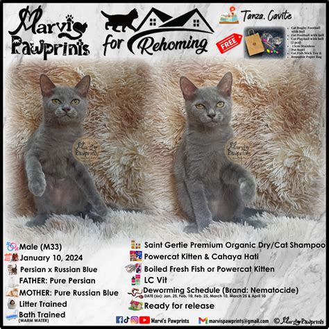 pet finder ph|Pets for Adoption .